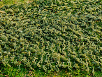 好消息！拓野公司旗下品牌鶻鷹品牌通用偽裝網有哪些特點！